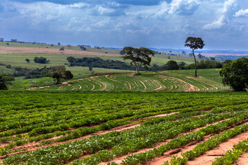 View of a peanut plantation on a farm in the rural area in Sao Paulo state; The region is one of...