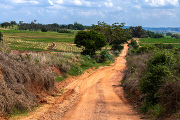 Fototapeta premium Dirt soil country road in countryside with green tree as tranquil nature travel in Brazil