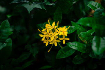 ellow Ixora flower Blossoms bush
