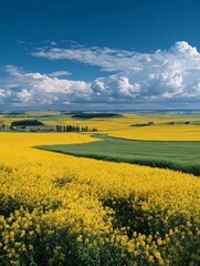 Golden rape flower sea scenery