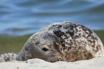 A seal on the beach  © Eli