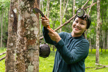 Thai women's gardeners are cutting rubber to harvest products.