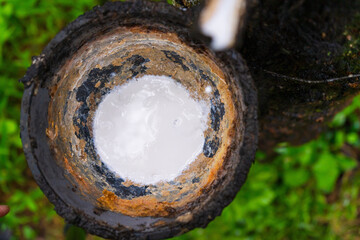 Rubber in the cup of rubber farmers.