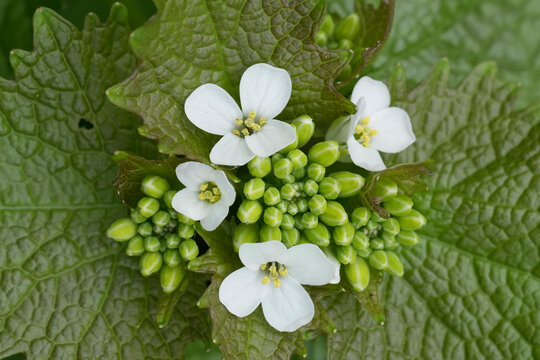 Closeup on the white flowers of the European garlic mustard wildflower, Alliaria petiolata