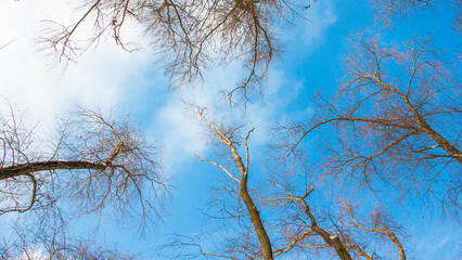 tree branches against blue sky