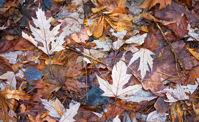 fallen autumn leaves
