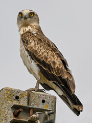 Hunter on watch: snake eagle in control stance (Circaetus gallicus, Short-toed Snake Eagle, Águila culebrera)