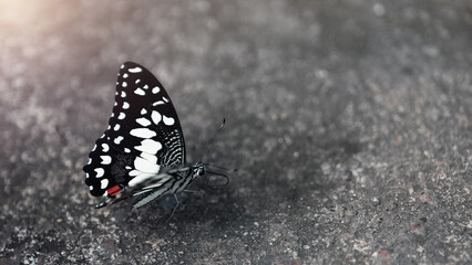 Black and white butterfly Lime Swallowtail (Papilio demoleus)