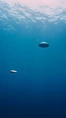 Oxygen bubble in the deep blue sea. Scuba diving abstract art - Underwater photography
