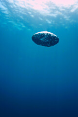 Oxygen bubble in the deep blue sea. Scuba diving abstract art - Underwater photography