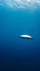 Oxygen bubble in the deep blue sea. Scuba diving abstract art - Underwater photography