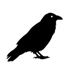 Silhouette Detailed Crow Bird Flying Creature Wildlife Illustration
