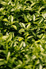 This image provides a fascinating closeup of vibrant green leaves, beautifully showcasing the vitality of nature