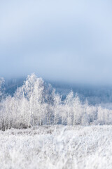 White frost-covered trees in winter forest at foggy sunrise. Clouds over the mountains and forest.
