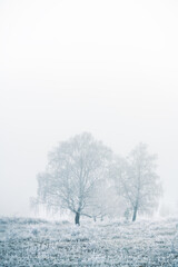 Frost-covered trees and grass in winter forest at foggy sunrise.