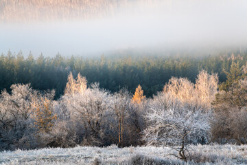 White frost-covered trees in autumn forest at foggy sunrise. Clouds over the mountains and forest.