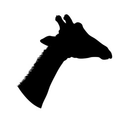 Silhouette Minimalist Giraffe Head Side View Artistic Graphic Illustration © Pixelora