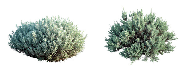 Set of Realistic Sagebrush Shrub with Silvery Green Leaves