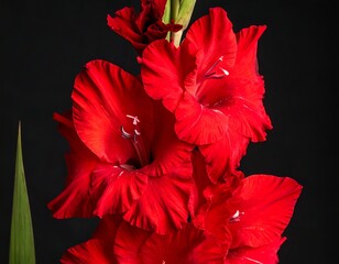 Close-up of vibrant red gladiolus