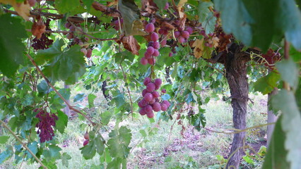 purple grapes in the farm