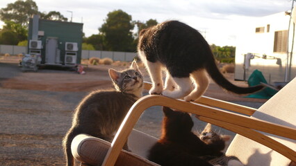 cat on the rocking chair