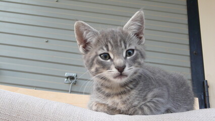 cat on the rocking chair