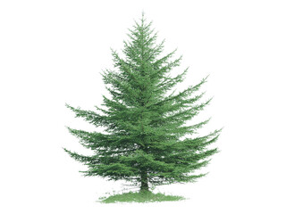 Obraz premium Majestic evergreen conifer tree isolated on black background, Isolated On White Background, Png Transparent