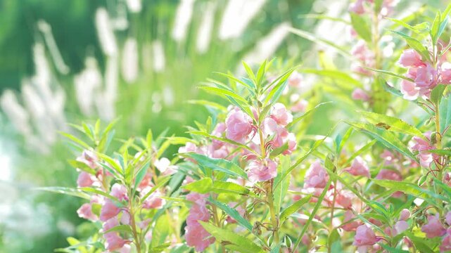 Impatiens Balsamina flower pink color in the garden look beautiful. Impatiens Balsamina in Indonesia name is bunga pacar banyu.
