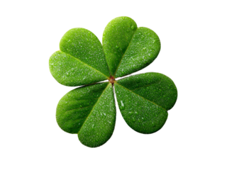 Dew-covered four-leaf clover isolated on black background, Isolated On White Background, Png Transparent