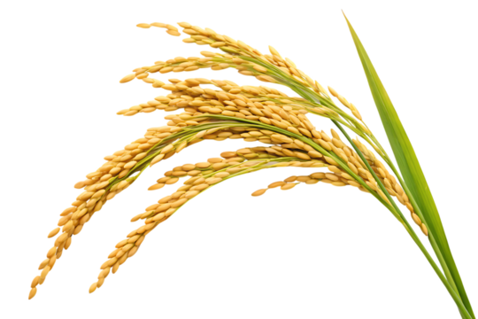 Front view of a modern warship isolated on transparent background