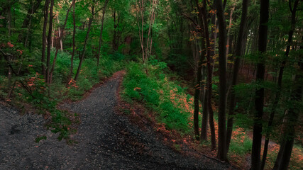 Obraz premium forest panorama wood land landscape dirt ground trails aerial foreshortening summer season