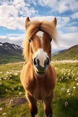 Fototapeta premium Cute horse on a meadow with flowers