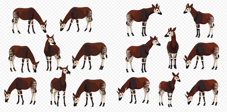 Multiple illustrations of okapis in different poses, including standing and grazing, showcasing their unique dark brown bodies and striped legs on a transparent background.