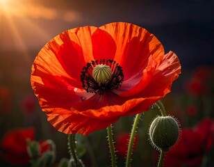 Vibrant red poppy in sunlight
