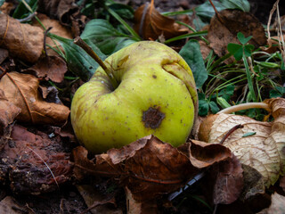 Single Ripe Apple Amidst Autumn Fall Leaves