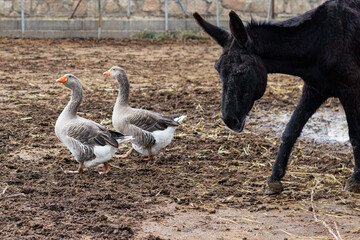 A black donkey walks in the yard of his farm next to two proud geese.