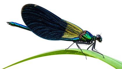 Vibrant damselfly perched on a blade of grass