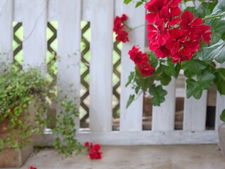 red flowers on fence