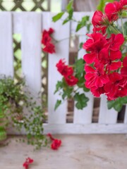 red flowers in a garden