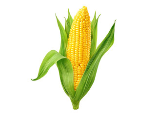 Obraz premium Fresh sweet corn on the cob isolated on black background, Isolated On White Background, Png Transparent