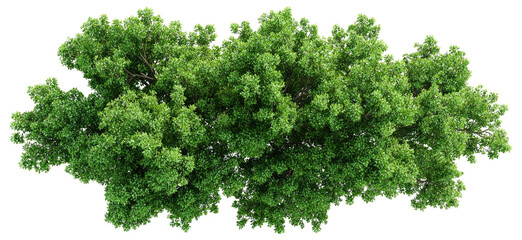 Obraz premium Lush green tree crown