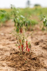 Agriculture in Africa, red chilli pepper plant on a farm.