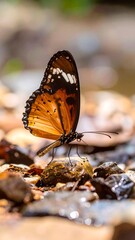 Obraz premium Close-up of a butterfly on rocks