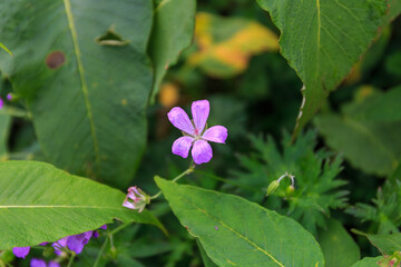 ハクサンフウロ