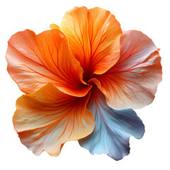 Detailed hibiscus flower illustration