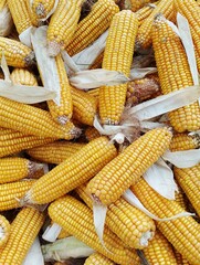 Fresh yellow corn on the cob vegetable image