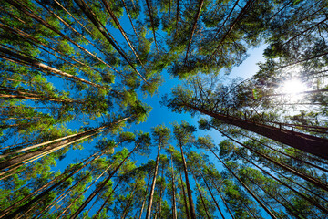 View of the Roztocze forest
