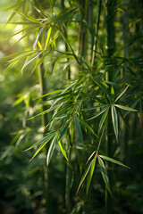 Obraz premium Lush Green Bamboo Leaves with Sunlight