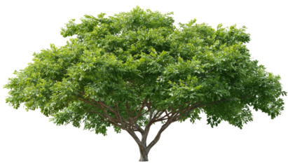 Lush green tree canopy (1)