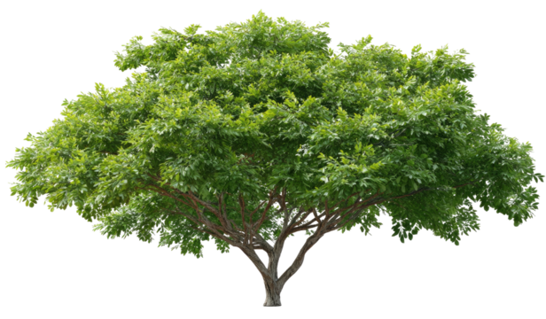 Lush green tree canopy (1)